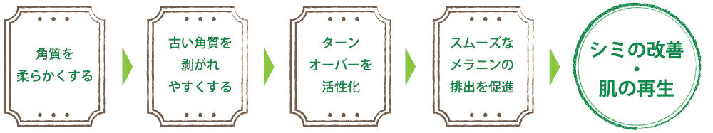 ターンオーバーのメカニズム